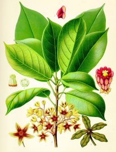 Flickr_-_…trialsanderrors_-_Kola_nut_(cola_acuminata)_from_Köhler's_medicinal_plants,_1887