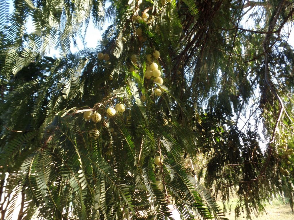 ruguê 8